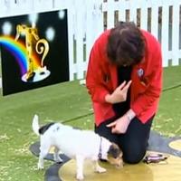 STAGE TUBE: OVER THE RAINBOW - Week 3 Search for Toto! Video